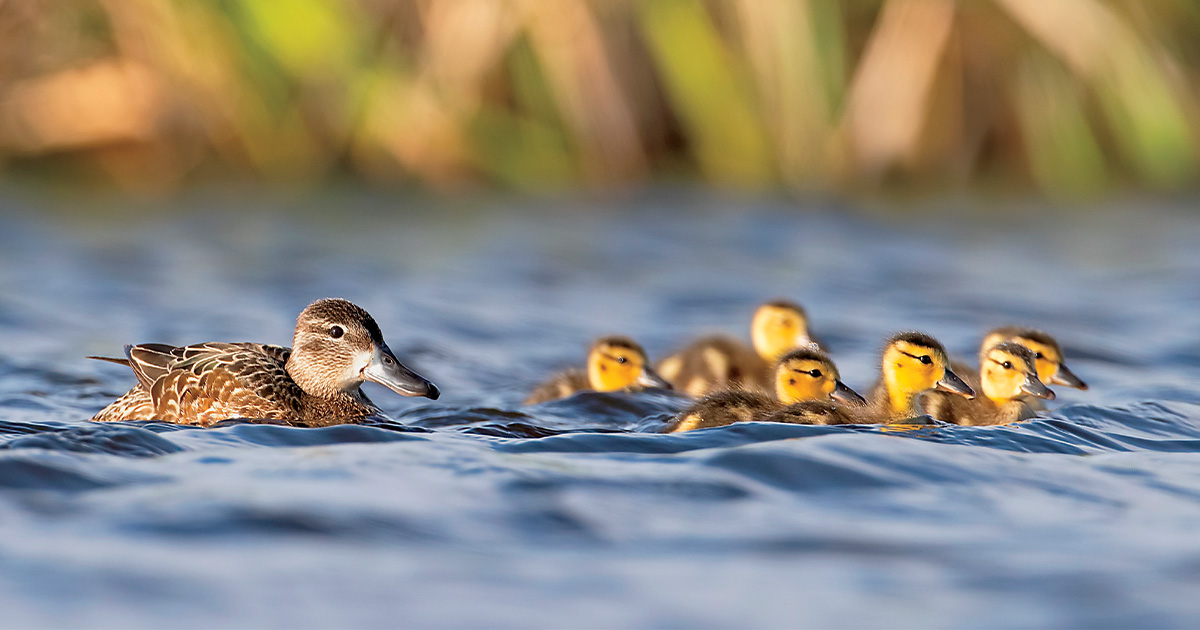 Blue-winged teal brood, Photo by GaryKramer.net 